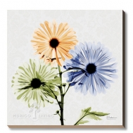 Multi Chrysanthemum