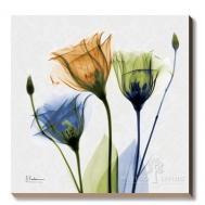 Multi Gentian