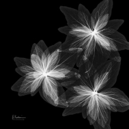 Starburst Inverted
