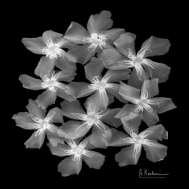 Margarithe X-Ray