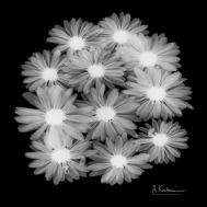 Oleander X-Ray