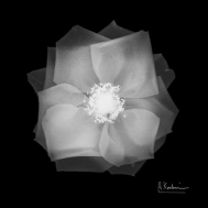 Rose Petals 2