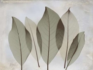 Magnolia Leaf