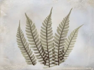 Fern