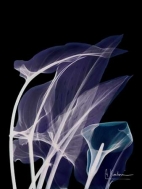 Lily Xray