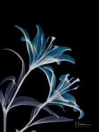 Lily L145