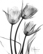 Tulip Arrangement in BandW