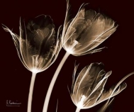 Tulips Brown on Red