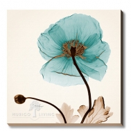 Iceland Poppy